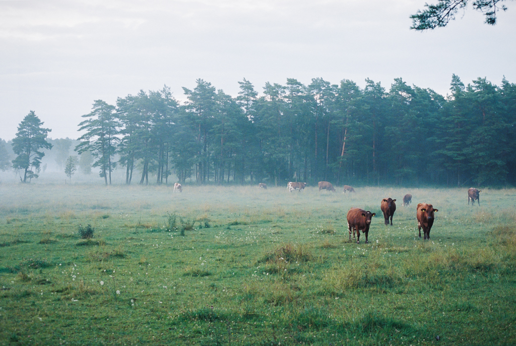 cows fotograf Gotland Linnea Ronström