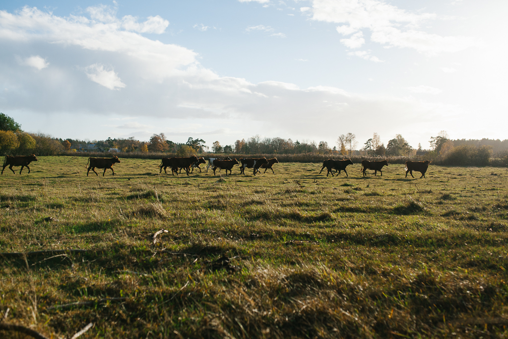 cows fotograf gotland linnea ronström