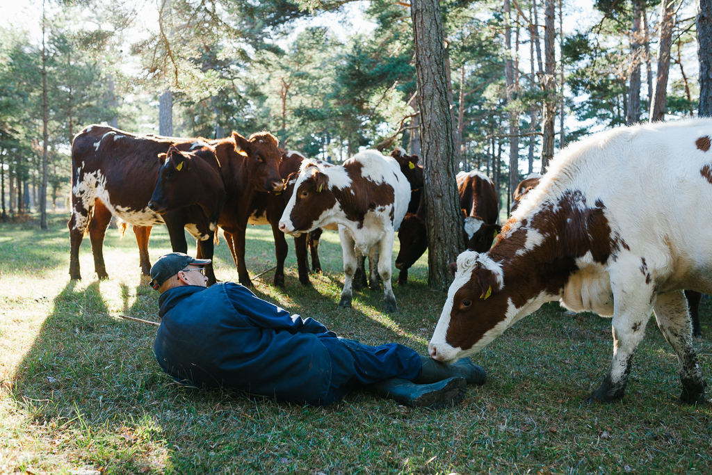 man cowsfotograf gotland linnea ronström