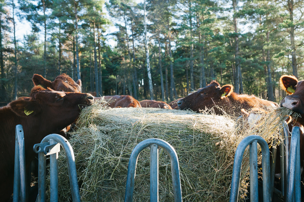 cows fotograf gotland linnea ronström