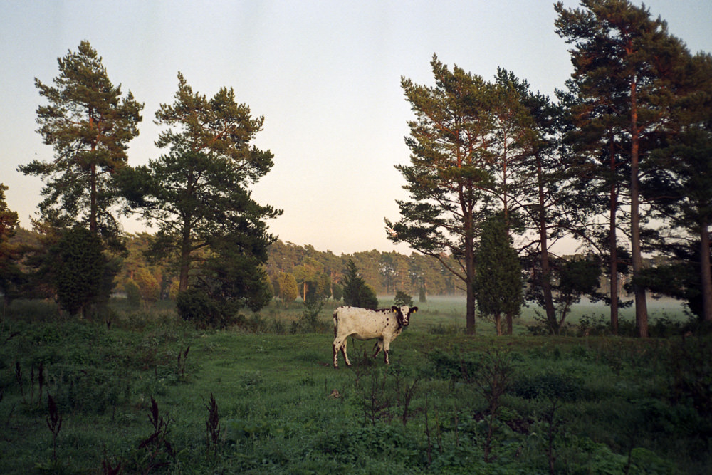 Fotograf Gotland, Linnea Ronström
